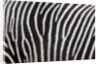 Pattern on side of Grevy's zebra (Equus grevyi) by Anonymous