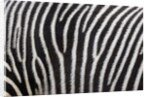 Pattern on side of Grevy's zebra (Equus grevyi) by Anonymous