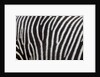 Pattern on side of Grevy's zebra (Equus grevyi) by Anonymous