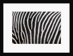 Pattern on side of Grevy's zebra (Equus grevyi) by Anonymous