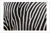 Pattern on side of Grevy's zebra (Equus grevyi) by Anonymous