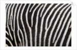 Pattern on side of Grevy's zebra (Equus grevyi) by Anonymous