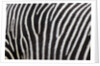 Pattern on side of Grevy's zebra (Equus grevyi) by Anonymous