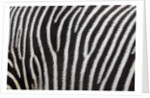 Pattern on side of Grevy's zebra (Equus grevyi) by Anonymous