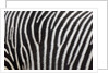 Pattern on side of Grevy's zebra (Equus grevyi) by Anonymous