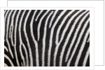 Pattern on side of Grevy's zebra (Equus grevyi) by Anonymous