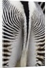 Tail & hindquarters of of Grevy's zebra (Equus grevyi) by Anonymous