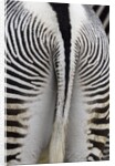 Tail & hindquarters of of Grevy's zebra (Equus grevyi) by Anonymous