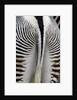 Tail & hindquarters of of Grevy's zebra (Equus grevyi) by Anonymous