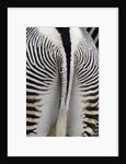 Tail & hindquarters of of Grevy's zebra (Equus grevyi) by Anonymous