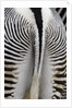 Tail & hindquarters of of Grevy's zebra (Equus grevyi) by Anonymous