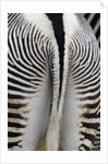 Tail & hindquarters of of Grevy's zebra (Equus grevyi) by Anonymous