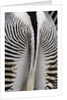Tail & hindquarters of of Grevy's zebra (Equus grevyi) by Anonymous