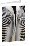 Tail & hindquarters of of Grevy's zebra (Equus grevyi) by Anonymous