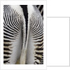 Tail & hindquarters of of Grevy's zebra (Equus grevyi) by Anonymous