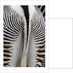 Tail & hindquarters of of Grevy's zebra (Equus grevyi) by Anonymous