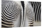 Tail & hindquarters of of Grevy's zebra (Equus grevyi) by Anonymous
