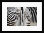 Tail & hindquarters of of Grevy's zebra (Equus grevyi) by Anonymous