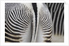 Tail & hindquarters of of Grevy's zebra (Equus grevyi) by Anonymous
