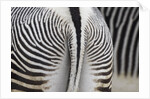 Tail & hindquarters of of Grevy's zebra (Equus grevyi) by Anonymous