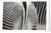 Tail & hindquarters of of Grevy's zebra (Equus grevyi) by Anonymous