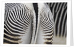 Tail & hindquarters of of Grevy's zebra (Equus grevyi) by Anonymous