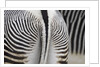 Tail & hindquarters of of Grevy's zebra (Equus grevyi) by Anonymous