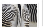 Tail & hindquarters of of Grevy's zebra (Equus grevyi) by Anonymous