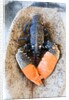 Lobster - Sea food delicacy by Anonymous