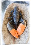 Lobster - Sea food delicacy by Anonymous