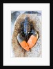 Lobster - Sea food delicacy by Anonymous