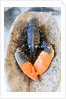 Lobster - Sea food delicacy by Anonymous