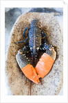 Lobster - Sea food delicacy by Anonymous