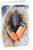 Lobster - Sea food delicacy by Anonymous