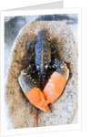 Lobster - Sea food delicacy by Anonymous