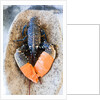 Lobster - Sea food delicacy by Anonymous