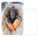 Lobster - Sea food delicacy by Anonymous