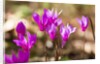 Wild botanical Cyclamen flowers by Anonymous