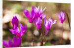 Wild botanical Cyclamen flowers by Anonymous
