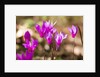 Wild botanical Cyclamen flowers by Anonymous