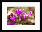 Wild botanical Cyclamen flowers by Anonymous