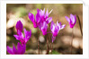 Wild botanical Cyclamen flowers by Anonymous