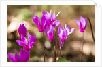 Wild botanical Cyclamen flowers by Anonymous