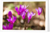 Wild botanical Cyclamen flowers by Anonymous