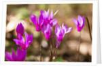 Wild botanical Cyclamen flowers by Anonymous