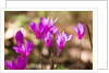 Wild botanical Cyclamen flowers by Anonymous