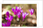 Wild botanical Cyclamen flowers by Anonymous