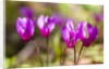 Wild botanical Cyclamen flowers by Anonymous