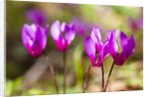 Wild botanical Cyclamen flowers by Anonymous