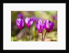 Wild botanical Cyclamen flowers by Anonymous